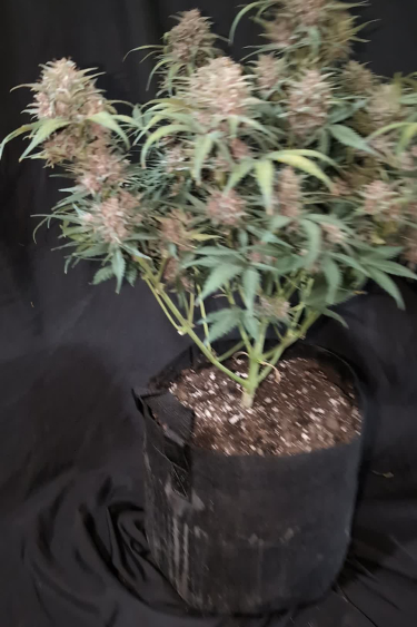 Purple Haze Auto - Compact Flowering Plant in Fabric Pot