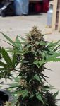 Instagram Mendo Guava Auto™