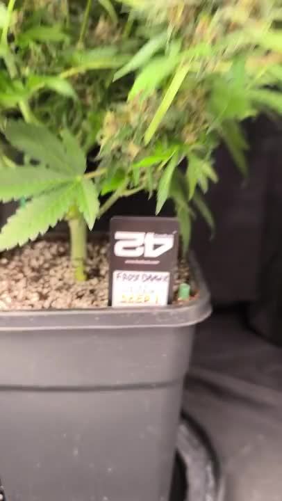 Frostbanger Auto - Early Growth in a Square Pot by pHilosophy420
