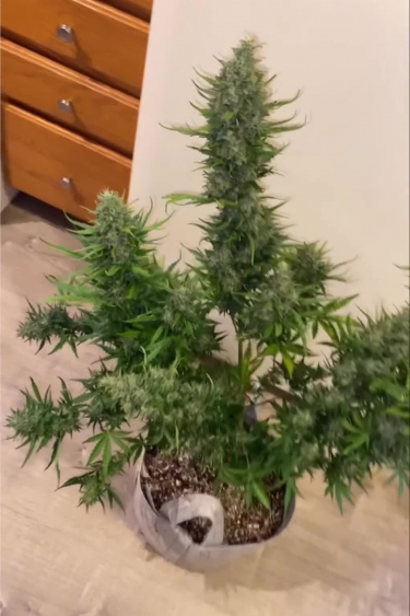 Smoothie Auto - Tall Christmas Tree Shaped Plant Indoors