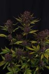 Instagram Purple Lemonade Auto RF3™