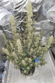 Instagram Papaya Cookies Auto™