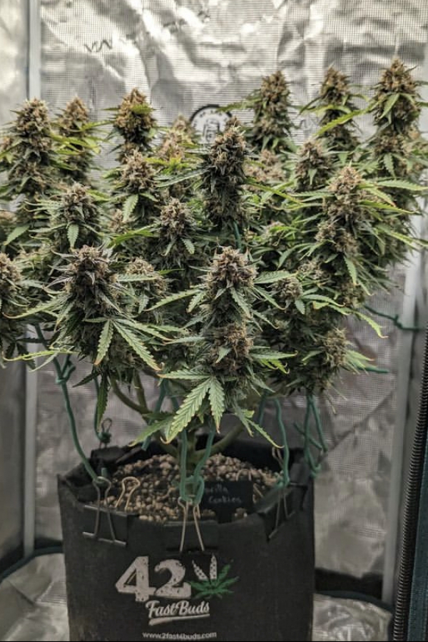 Instagram 420 Geotextile Auto Pot