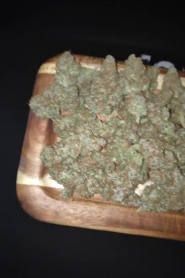 Gorilla Cookies Auto - Dried Buds Ready for Curing