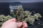 Instagram Mendo Guava Auto™