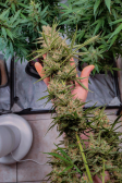 Instagram Sour Jealousy Auto™