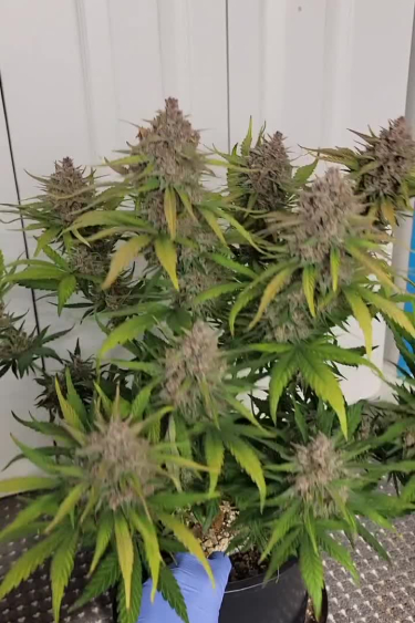 Lemon Cherry Cookies Auto - How Many Colas Can One Plant Grow?