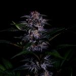 Instagram Strawberry Gorilla Auto RF3™