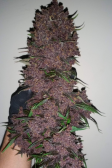 Instagram Purple Lemonade Auto