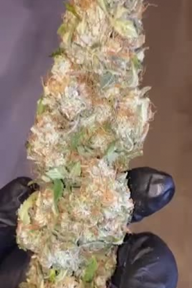 Lemon Pie Auto - Returned Bud Size and Frost Coverage