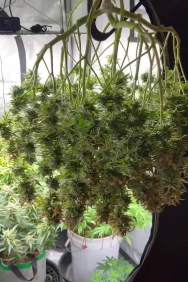 Amnesia Haze Auto - Large Indoor Plant Before Return
