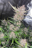 Instagram Papaya Cookies Auto™