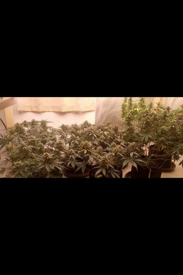 Mix Pack Auto - Wide Shot of a Full Auto Grow Room