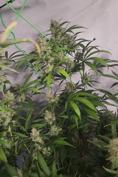 Papaya Cookies Auto - Tall Indoor Plant During Flowering