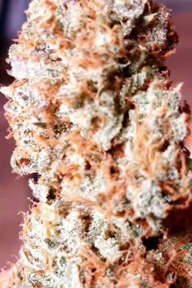 Gorilla Z Auto - Extremely Frosty Mature Bud Close Up