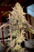 Instagram Papaya Sherbet™