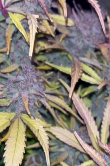 Cherry Cola Auto - Purple Flowering Bud Among Leaves