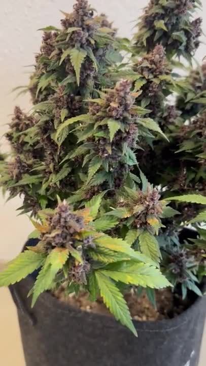 360 View of Massive Purple Colas