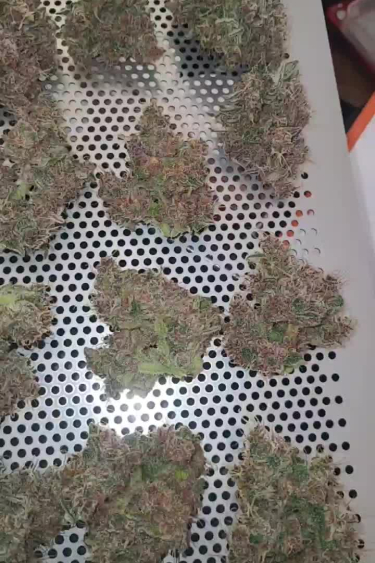 Papaya Cookies Auto - Fresh Buds Laid Out for Drying