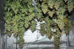 Instagram Guava Runtz Auto™