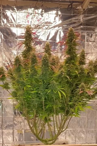 Forbidden Runtz Auto - Multiple Tall Colas in a Grow Tent