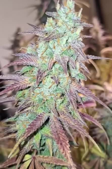 Apple Strudel Auto - Colorful Frosty Cola Close Up