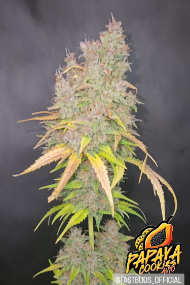 Papaya Cookies Auto - Mature Plant Against Dark Background