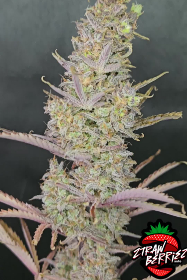 Ztrawberriez Auto - Towering Main Cola Packed with Flowers