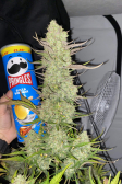Instagram Gorilla Z Auto