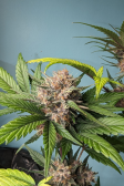 Instagram Lemon Cherry Cookies Auto