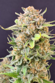 Instagram Tropicana Cookies FF