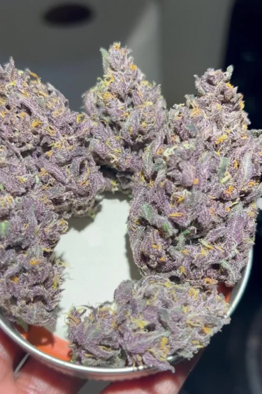 Blackberry Auto - Purple Frosty Buds Close Up