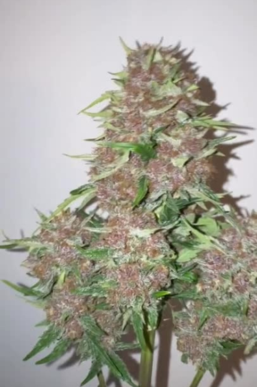 Cherry Cola Auto - Large Purple Cola at the End of Flowering