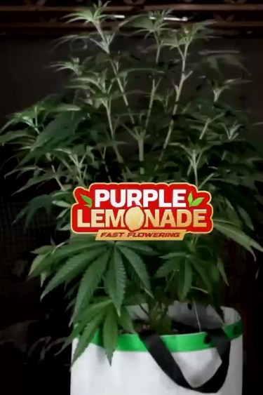 Purple Lemonade FF - Flowering Plant in Grow Tent