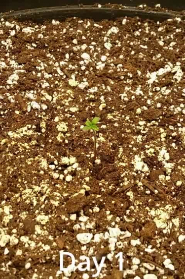 Gorilla Auto - Day 1: Germination and First Sprout