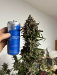 Instagram Papaya Cookies Auto™