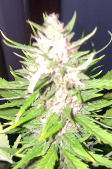 Gorilla Cookies FF - Massive Main Cola in Late Flower