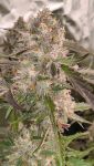 Instagram Guava Runtz Auto™