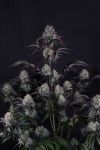 Instagram Sundae Frost Auto™