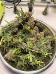 Instagram Purple Lemonade Auto RF3™