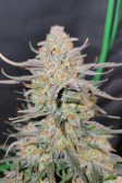 Instagram Apple Strudel Auto™