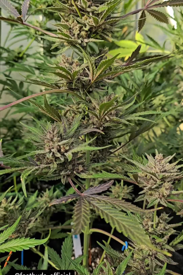 Strawberry Gorilla Auto - Flowering Plant Close Up