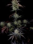 Instagram Mendo Frost Auto™