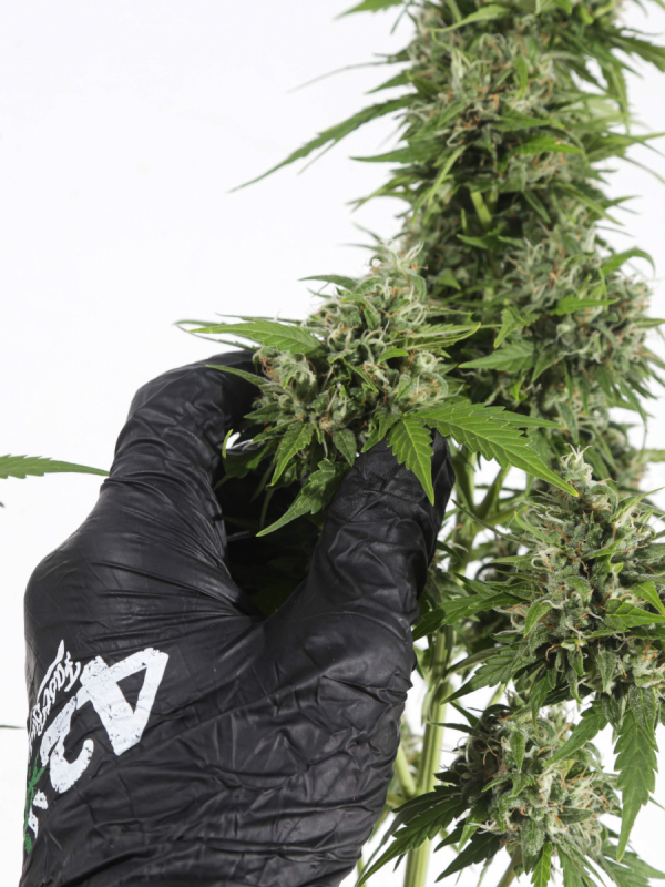 Instagram 420 Gloves Pack 3 pairs