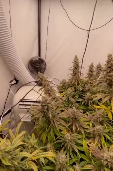 Gorilla Cookies Auto - Indoor Tent Setup with Plants in Flower