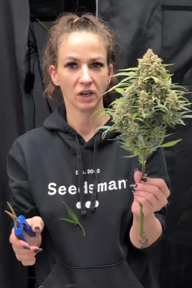 Gorilla Cookies Auto - Freshly Returned Plant Held by Grower