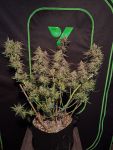 Instagram Mendo Frost Auto™