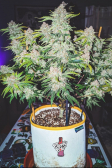 Instagram Cherry Cola Auto
