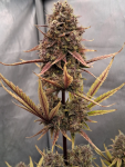 Instagram Guava Sundae Auto™