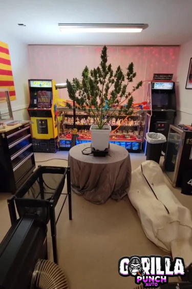 Gorilla Punch Auto - Indoor Plant Displayed in Grow Room